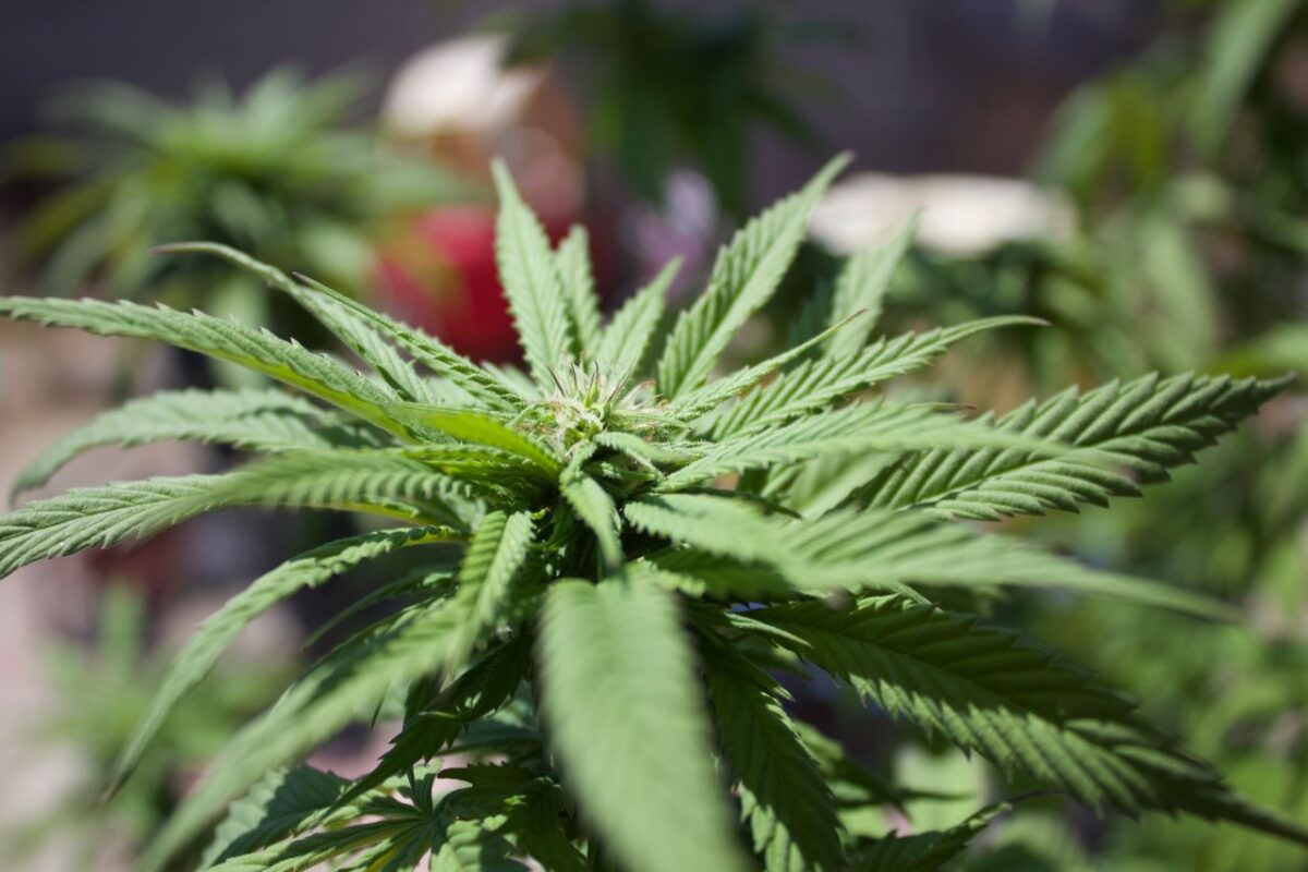 Close-up view of a lush green cannabis plant with distinct leaves under sunlight outdoors.