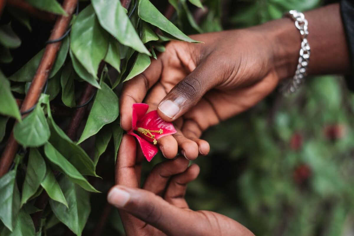 From above crop African American person gently touching fragrant pink flower growing on verdant lush hedge